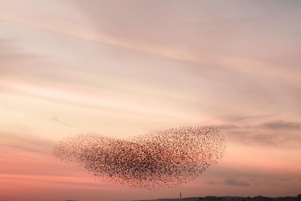 2025年属鸡运势如何