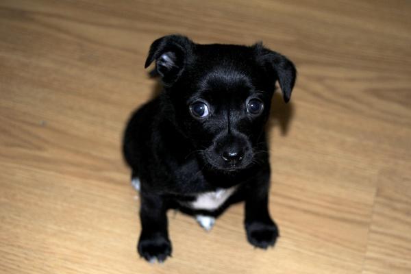 2025年生肖猴女运气