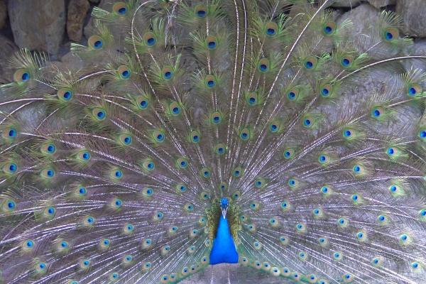 2025生肖兔每月运势详情