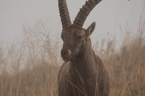 2025年属狗将有大事发生吗
