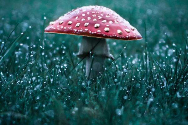 2025年属羊蛇年运势