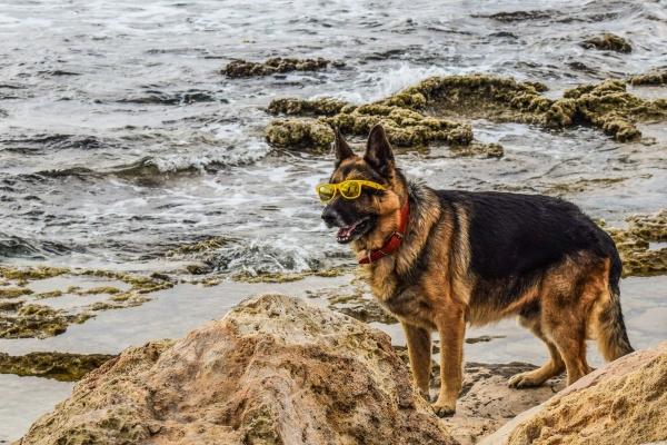 2026年最厉害的三个生肖