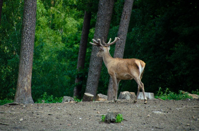 梦见烧火材好不好