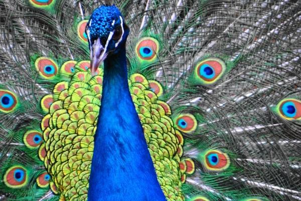 仙指阁运势 十二生肖周运详解2024.11.25-12.1