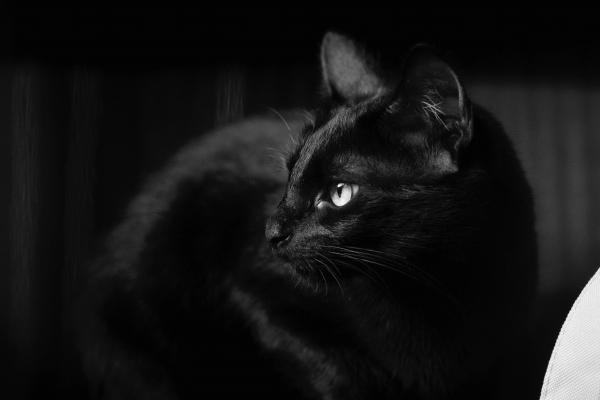 1986年虎女与男蛇结婚好吗