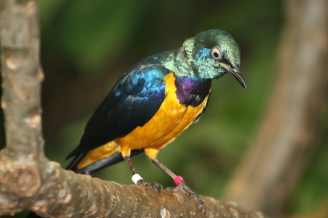 1969年鸡哪年才开始走大运