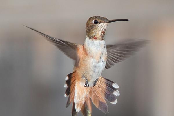 属猴2025年五大预兆,属猴的2025年会发生什么事