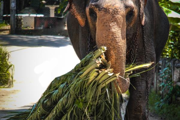 属虎2025的特大贵人