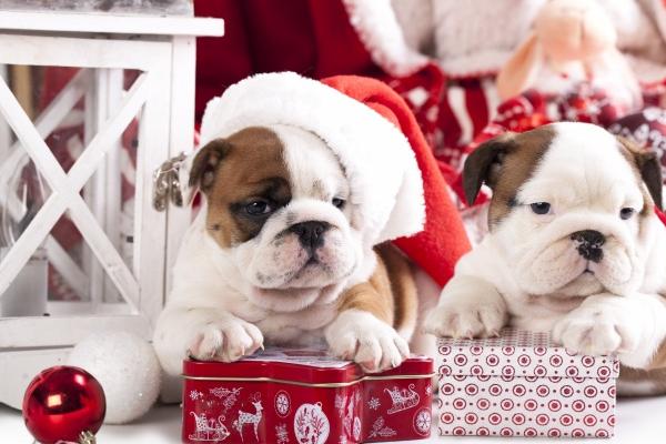 生肖狗2025运势及运程生肖狗2025运势及运程