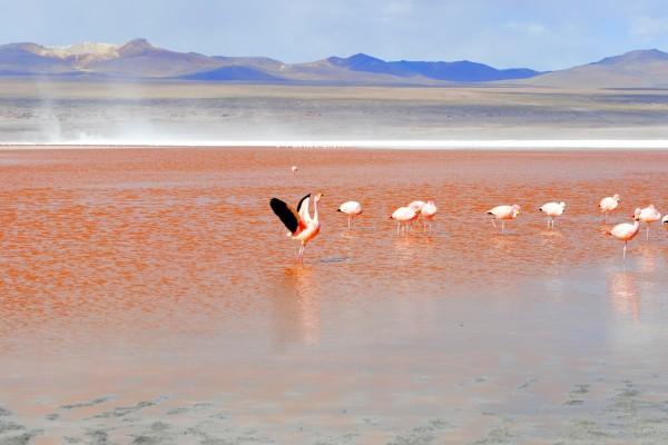 属虎2025年生肖运势