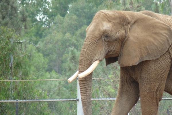 属虎人2025年最旺的颜色