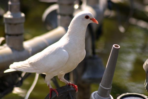 2025蛇今年有一难 属蛇会遇到什么劫难