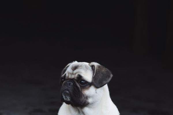 给男人带来快乐的生肖女