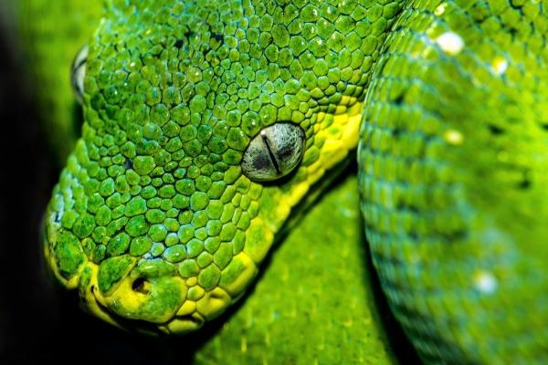 儿属狗母亲属牛相克怎么办