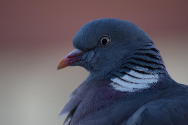 哪个生肖男最孝顺父母