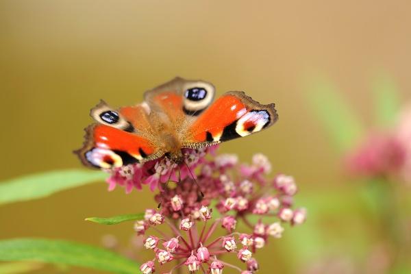 属兔2025年生肖运势