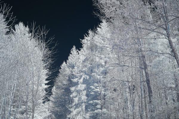 属虎人最忌讳的三个东西