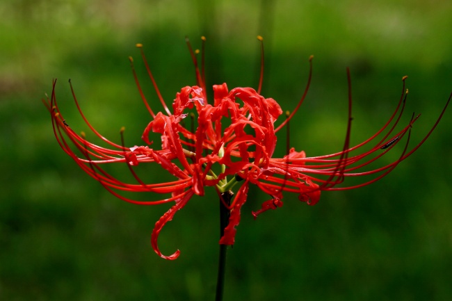 属虎人养什么植物最旺财
