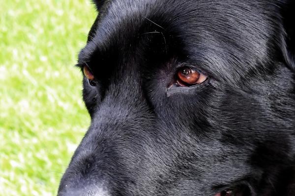 属狗人一生的命运和运势