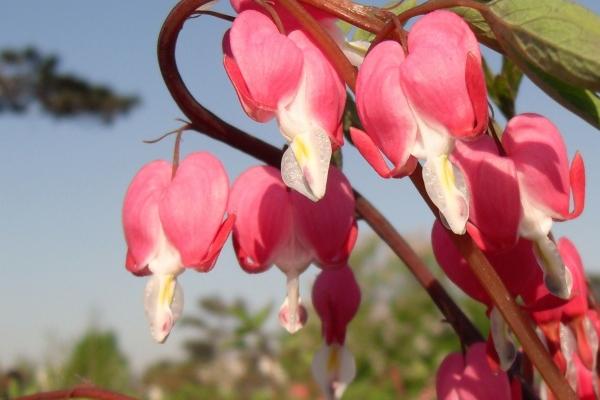 十鸡九富几月出生最好