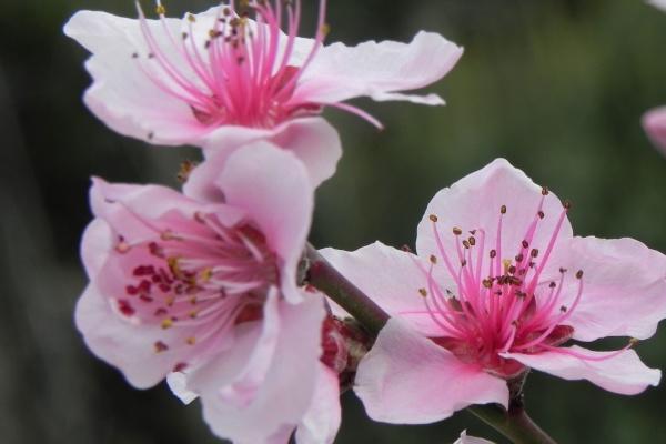 女鼠和女马合不合财运