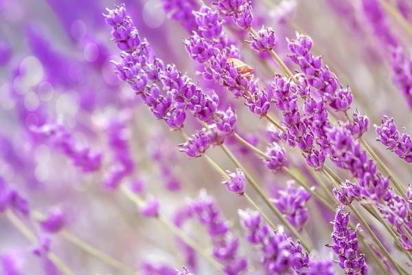 梦见已经去世有什么意义吗