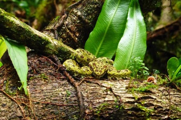 属蛇的不能带的三样东西