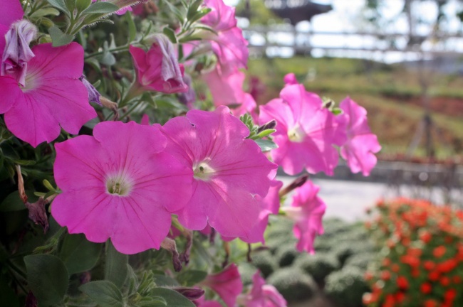 属蛇的正缘桃花是谁