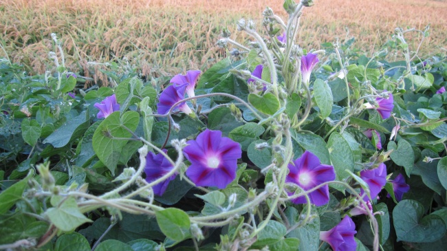 属兔未来三年运势大揭秘