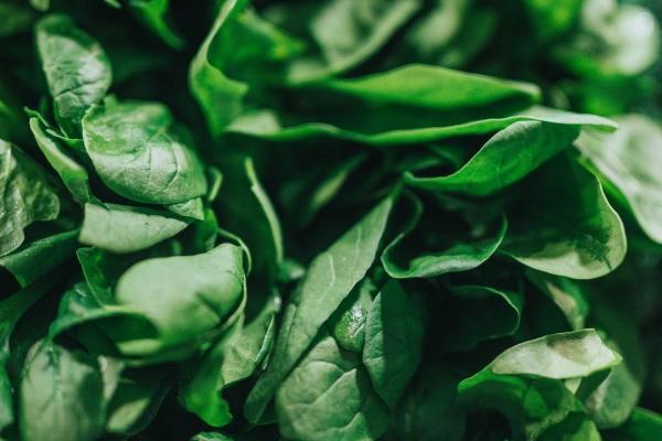 属兔的未来几年运势