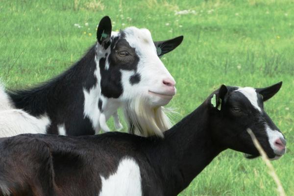 仙指阁运势 十二生肖周运详解2024.12.9-12.15