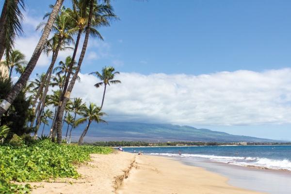 属兔人什么时候能好运,揭示属兔人的运势和命运