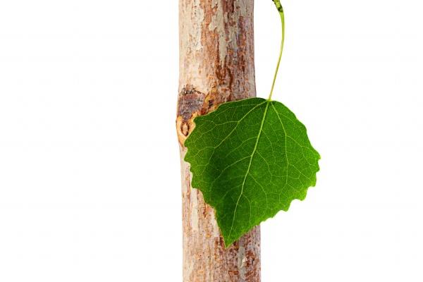 属兔人最厉害三个特点