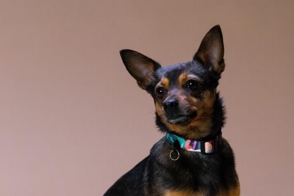 第一运程 2024年12月8日十二生肖运势解析