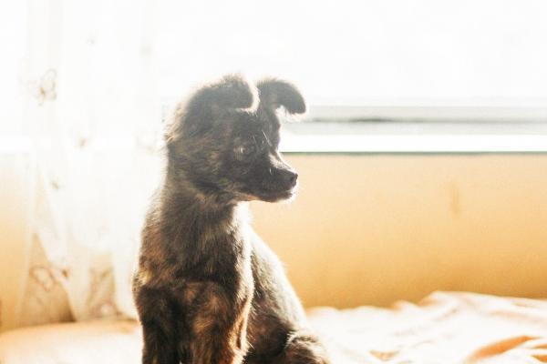 属猪2025年有大祸缠身，会遇到什么灾难