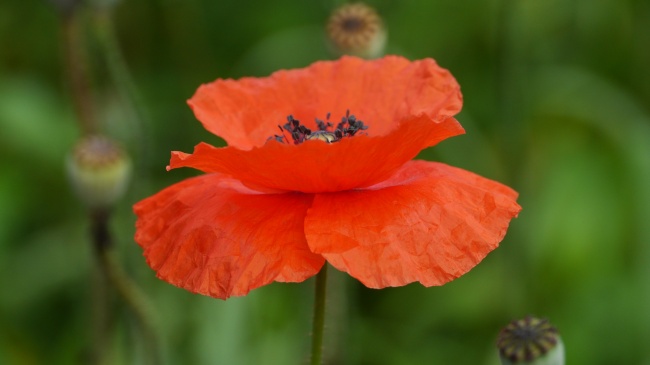 属狗2025年有大祸缠身,会遇到什么灾难