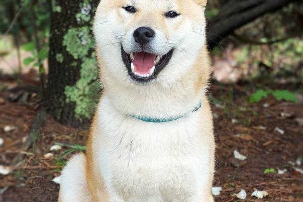 2025年不能搬家的属相，哪些属相不宜在2025年搬家