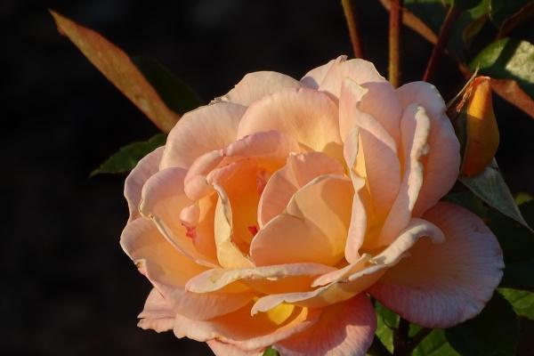 属猪的人2025年运势及运程