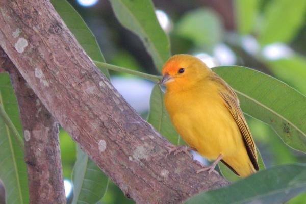 属羊人2025年运势运程