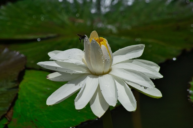 属羊人2025年蛇年运势