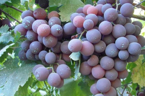 69年鸡女2025运气财运,69年属鸡女蛇年如何旺财运