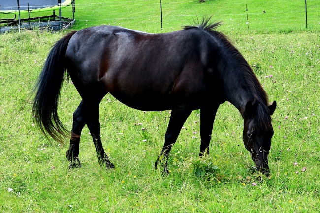 2025最容易生男宝宝生肖,哪些属相2025年有儿子缘