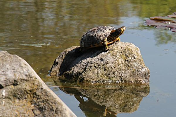 属兔2025必有一难,有什么灾难