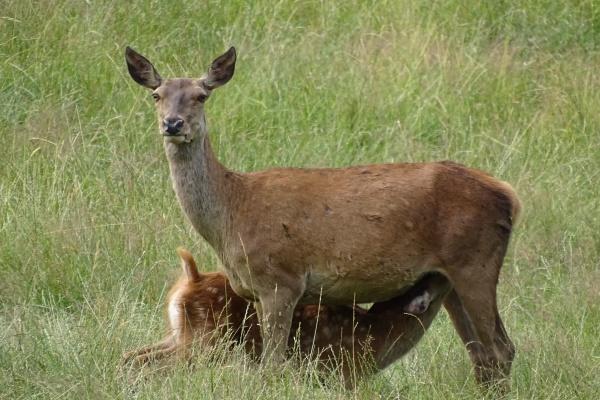 属猪人养什么植物最旺财