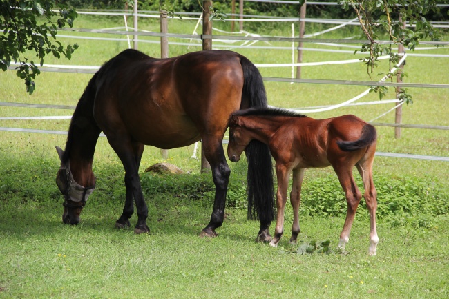 77属蛇女人最佳丈夫