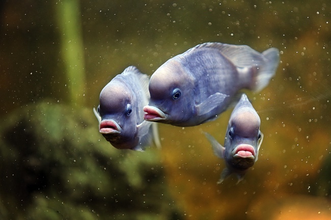 兔和蛇在一起谁更旺谁