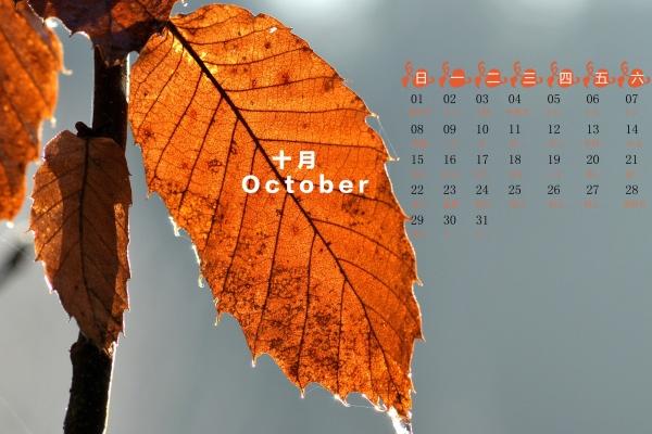 梦到了四只老虎是不是好的征兆呢