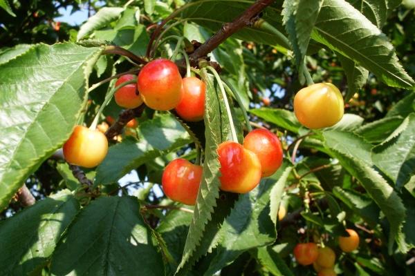 2025年属什么生肖属相 不同生肖2025年运势