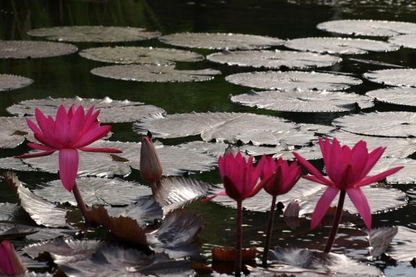 2025年十二生肖运程 2025年生肖吉凶解析