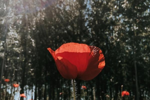 为人处世靠谱的生肖女